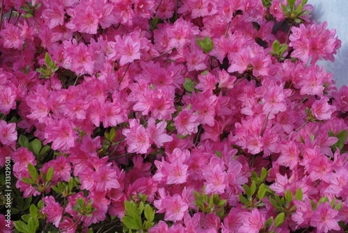 pink flowers in the garden