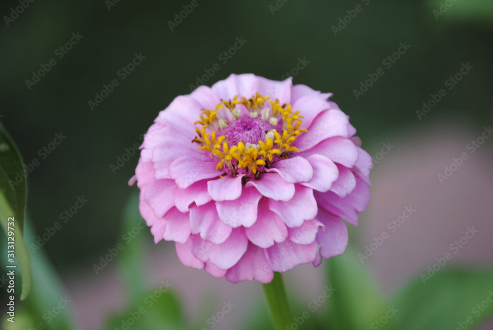 Obraz premium flower in garden