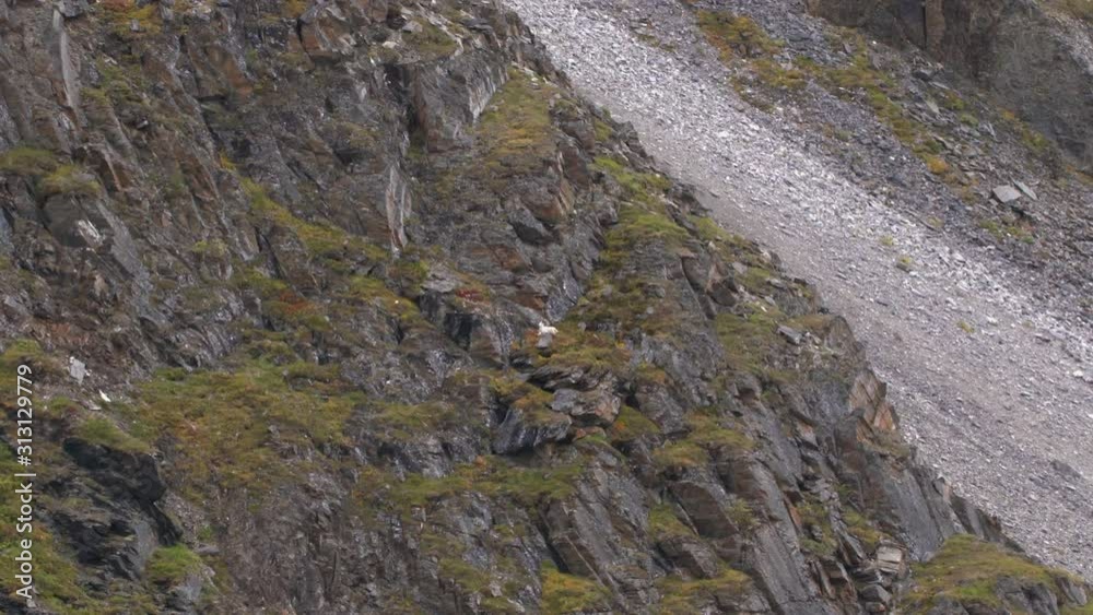 dall sheep laying down on mountain dall sheep laying down on mountain