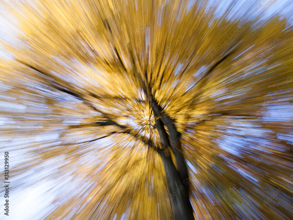 Obraz premium Autumn trees