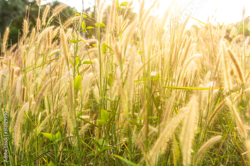 Grass Flowers On The Sunset