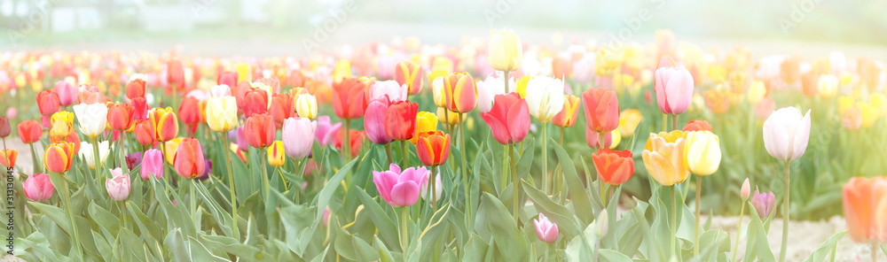 Tulips field in a sunlight. Soft focus flower background, springtime concept, wide banner