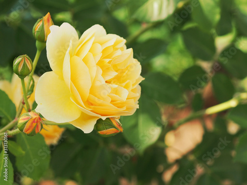 薔薇 photo