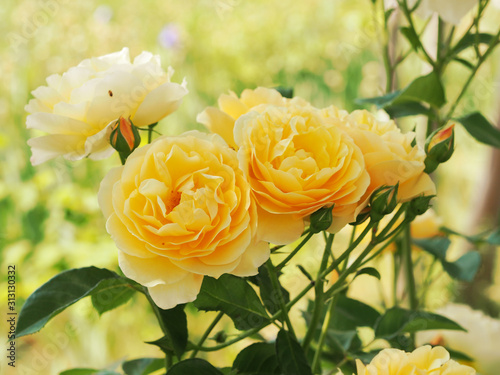 薔薇 photo
