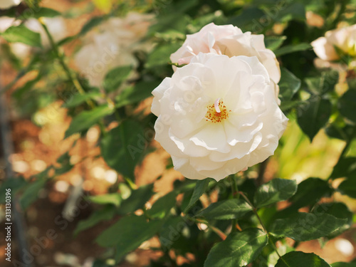 薔薇 photo