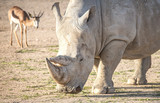 Rhino in a barren landscape looking for food 