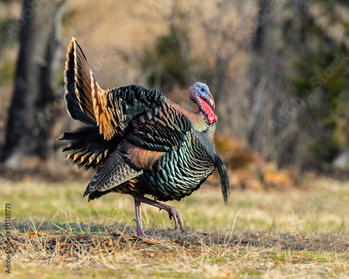 A male wild Turkey strutting in the woods of Southwest Okalhoma