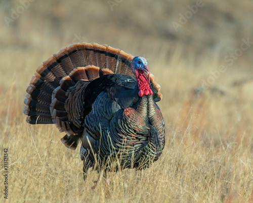 A male wild Turkey strutting in the woods of Southwest Okalhoma