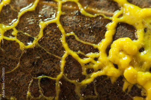 Leocarpus fragilis insect egg slime mold in its juvenile phase has the appearance of a yellow mucus that moves slowly through the semi-solid trunks