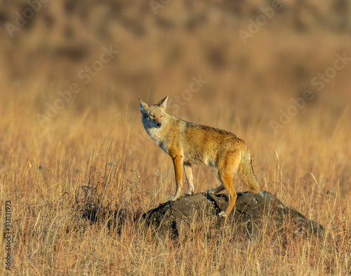 Coyote on a rock looking back at a Deer that had chased him © David McGowen