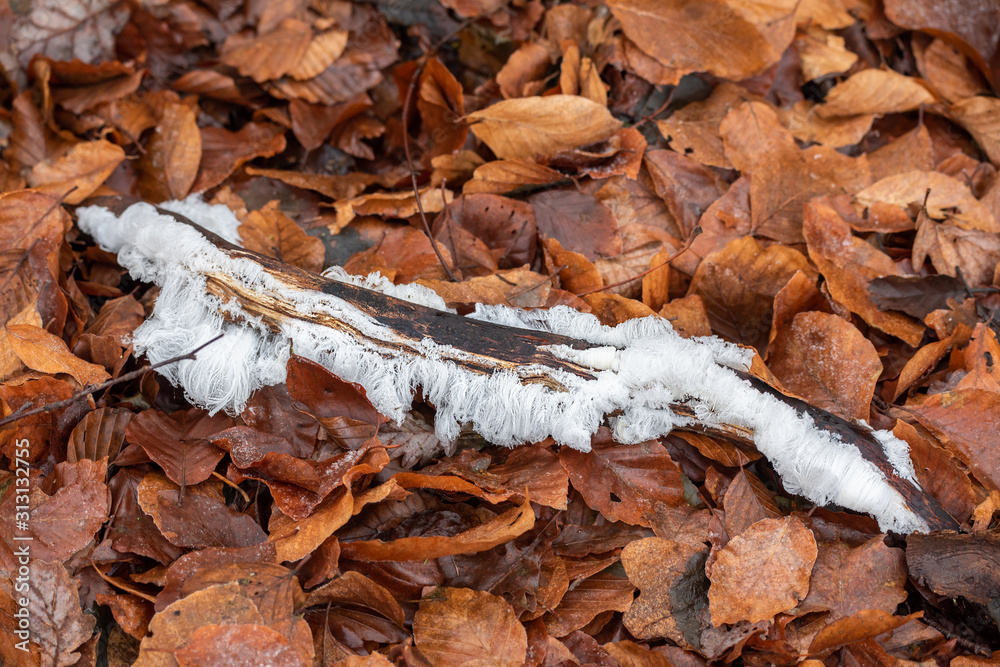 Hair ice on dead wood, Ice hair on wood, hairy ice look like white hair