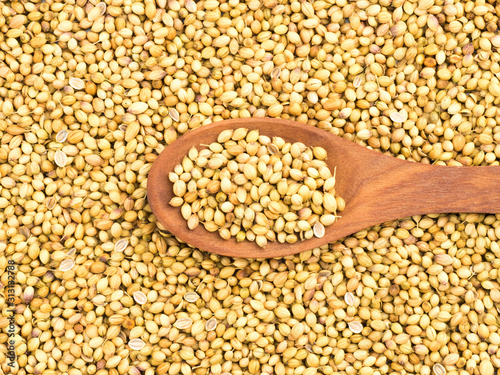 Spice coriander (Coriandrum sativum) in wooden spoon on coriander background. Organic food concept Spice coriander (Coriandrum sativum) in wooden spoon on coriander background. Organic food concept