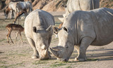 rhinocerus in nature