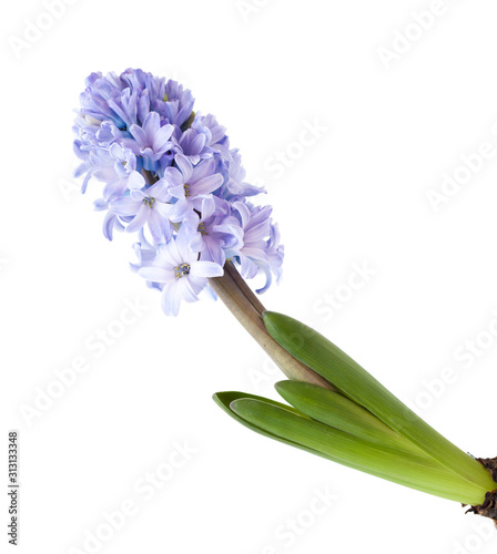 blue Hyacinth isolated on white