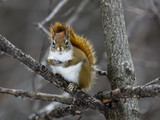 American Red Squirrel Sitting on Tree Branch in Winter