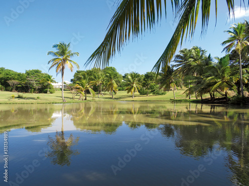 Tropical park with palm trees reflected in waters of a lake. White Caribbean houses and blue sky.