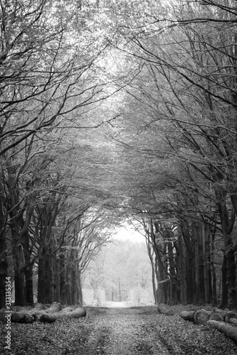 Black and white version of an avenue of trees in a dense forest with a soft incidence of light through the foliage and the silhouettes of the protective branches.
