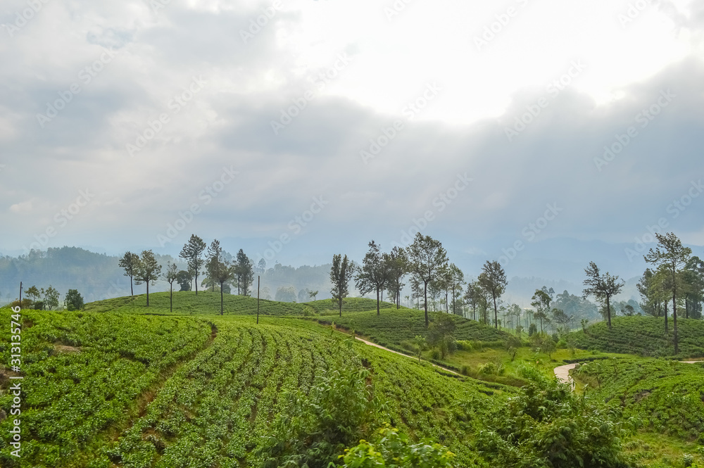 Ceylon tea in the mountains hills near bandarawela Sri Lanka. Green  landscape wallpaper