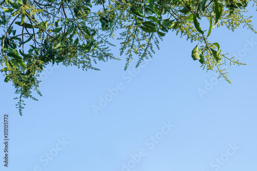 beauty fresh mango flower hanging with grrn leaves, Full frame blue frame blue sky photo