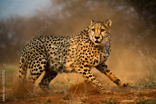 Gepard Cheetah
