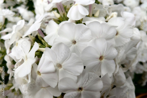 Small white buds of a garden flower. Phlox.