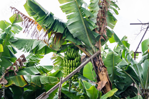 Bananen auf Madeira photo