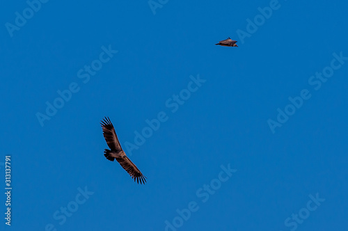 A White-headed vulture -Trigonoceps occipitalis- circling over Etosha National Park, Namibia. photo