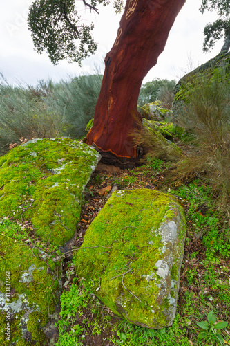 CORK OAK (Quercus suber), Faia Brava private reserve, Portugal, Europe photo