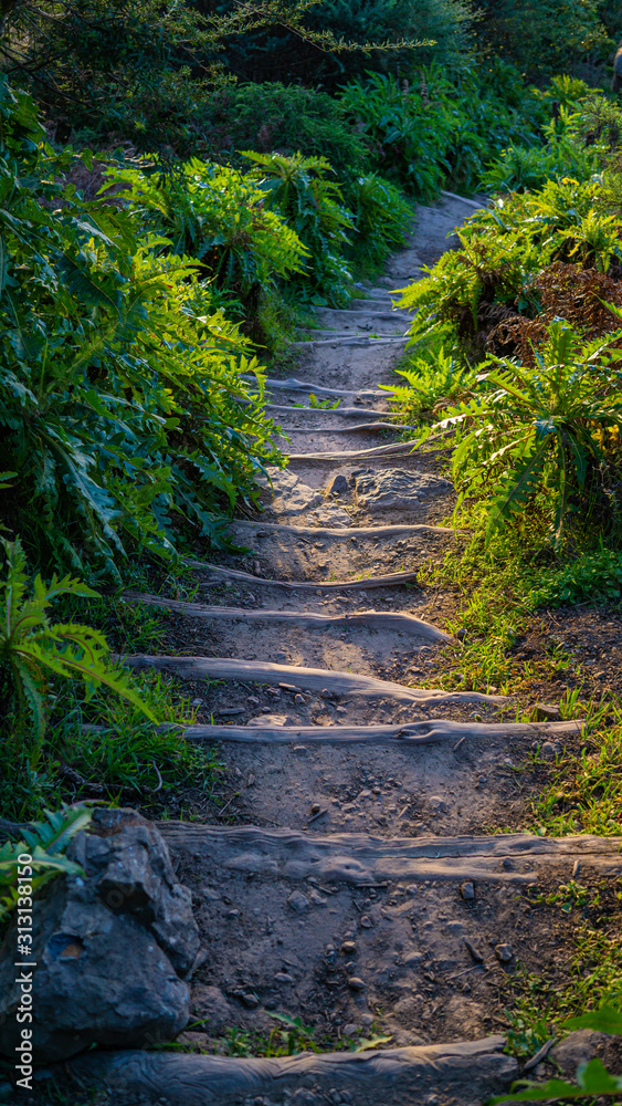 Escalera natural rodeada de vegetación Escalera natural rodeada de vegetación