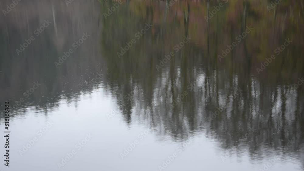 Forest and reflections of the trees on the water surface Forest and reflections of the trees on the water surface