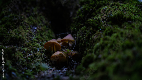 Wallpaper Mural Setas creciendo en un bosque en el tronco de un árbol  Torontodigital.ca
