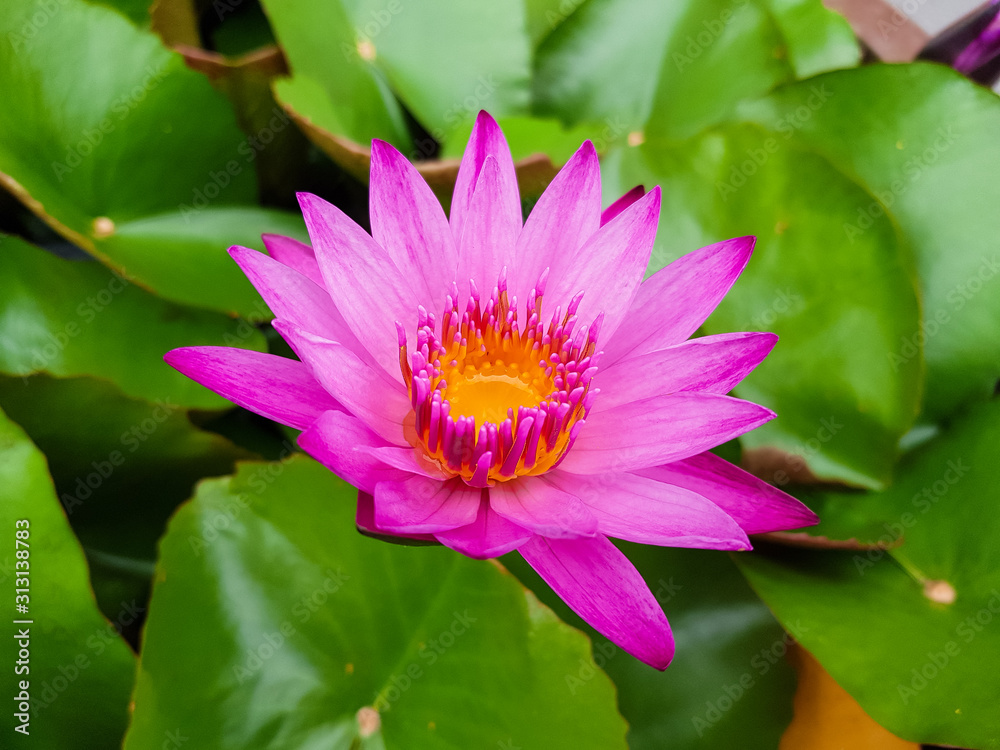 Beautiful deep Pink Lotus water plant Beautiful deep Pink Lotus water plant