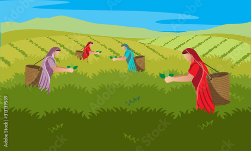 tea harvester women collecting leaves vector