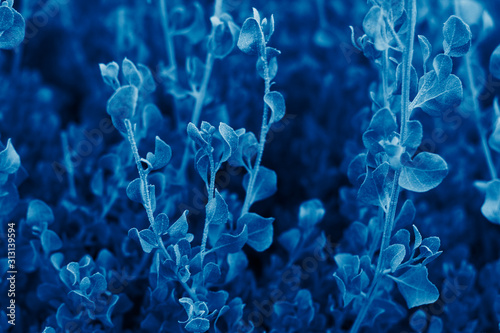 Color of the year 2020 classic blue background made of fresh  leaves.