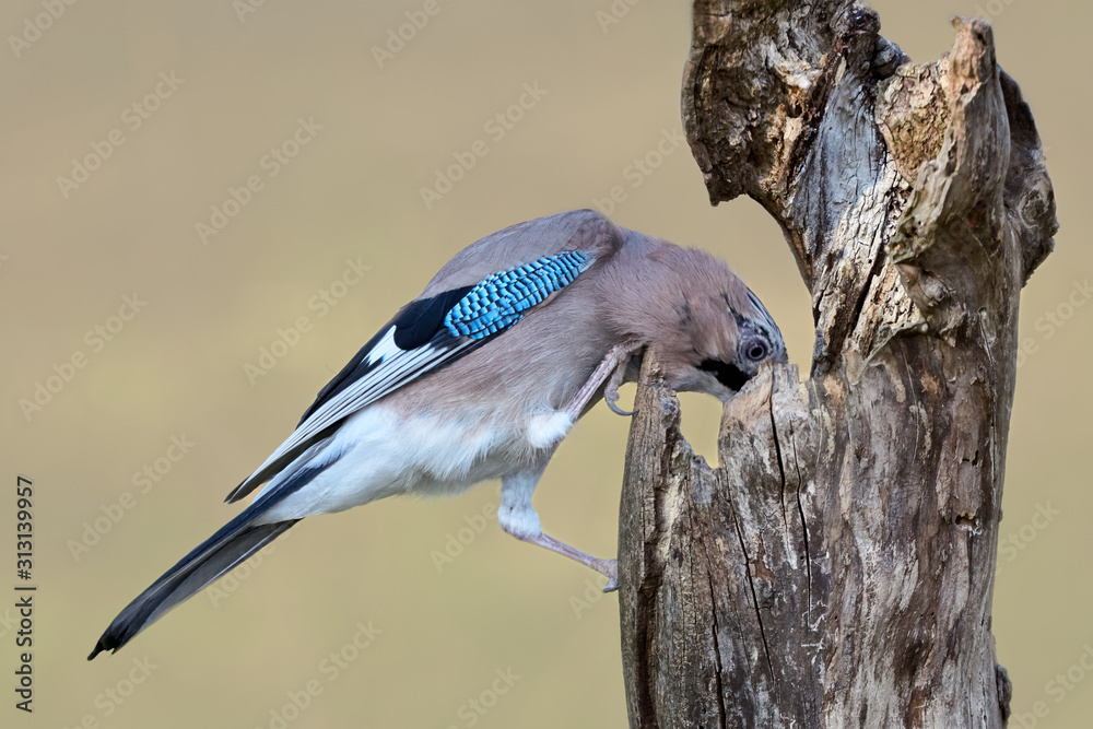 Eurasian Jay bird pecking on dead tree trunk (Garrulus glandarius), closeup Eurasian Jay bird pecking on dead tree trunk (Garrulus glandarius), closeup