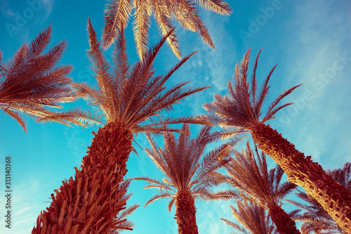 Tops of palm trees against the blue sky. Tropical nature background. Palm trees bottom view © vvvita