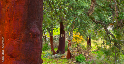 CORK OAK (Quercus suber), Faia Brava private reserve, Portugal, Europe photo