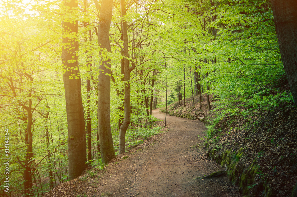 Fototapeta premium Path on slope of hill, beech trees trees with green leaves on branches in Slavkov thick dense foliage forest wood near Karlovy Vary (Carlsbad) town, West Bohemia, Czech Republic