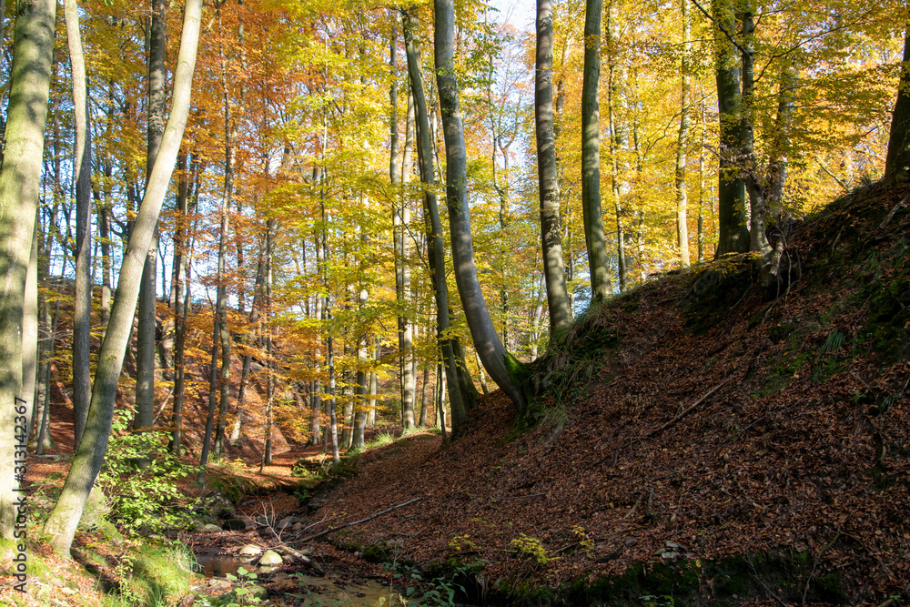 Fototapeta premium Herbstwanderung im Extertal auf dem Patensteig. Der Weg führt entlang des Siekbach und Rickbach. Der Wanderweg ist im Naturpark Teutoburgerwald und Eggegebirge.