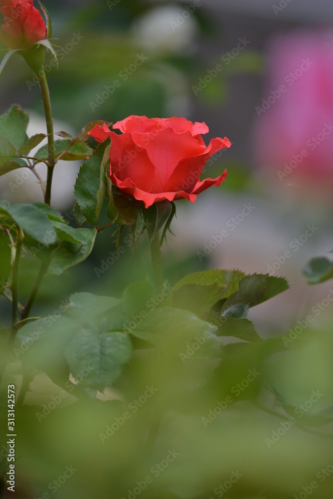 a bright beautiful rose flower bloomed in the garden on a summer afternoon a bright beautiful rose flower bloomed in the garden on a summer afternoon