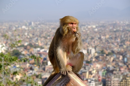 Monkey makak rezus (macaca mulatta) next to Swayambhunath stupa (Monkey Temple) and panorama of Kathmandu in background. Kathmandu, Nepal © Iwona