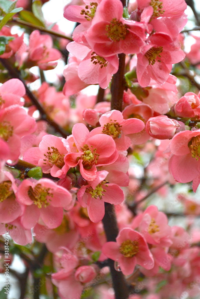 multi-colored flowers with bright petals and bloom in spring and summer multi-colored flowers with bright petals and bloom in spring and summer