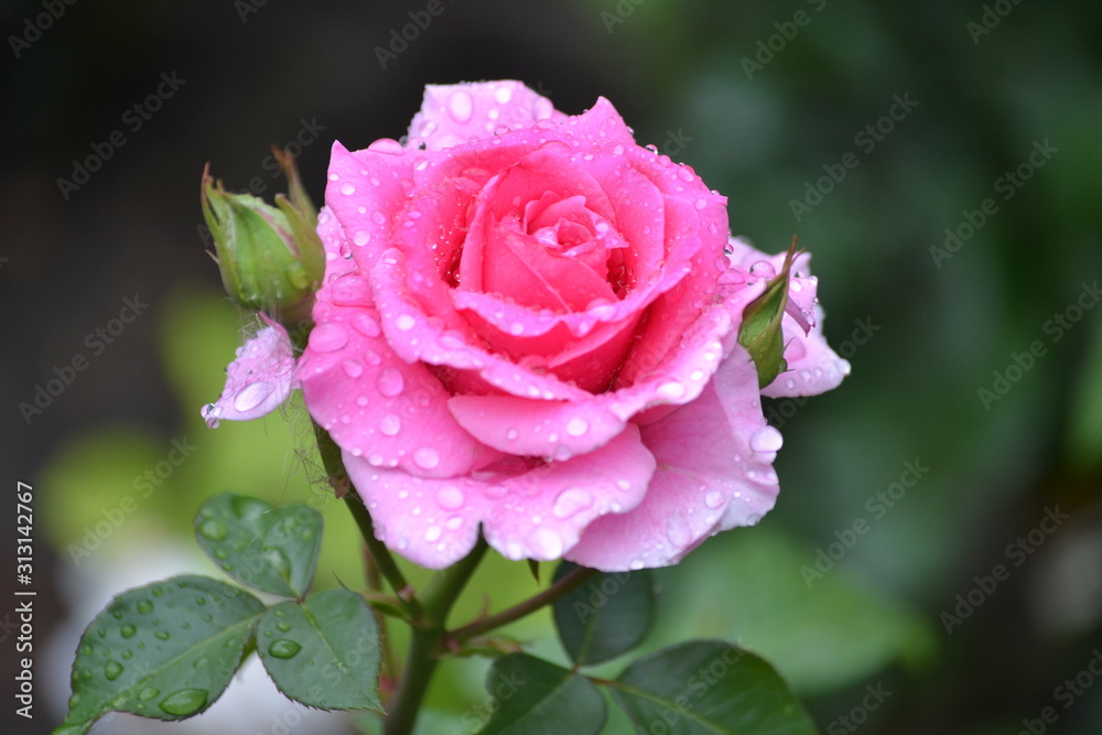 a bright beautiful rose flower bloomed in the garden on a summer afternoon