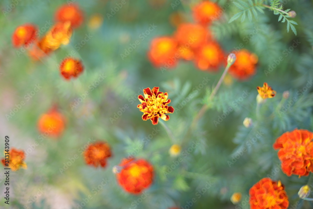 multi-colored flowers with bright petals and bloom in spring and summer