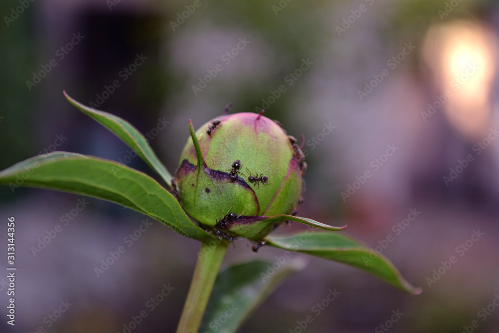 a bright peony flower with pink petals bloomed in summer a bright peony flower with pink petals bloomed in summer