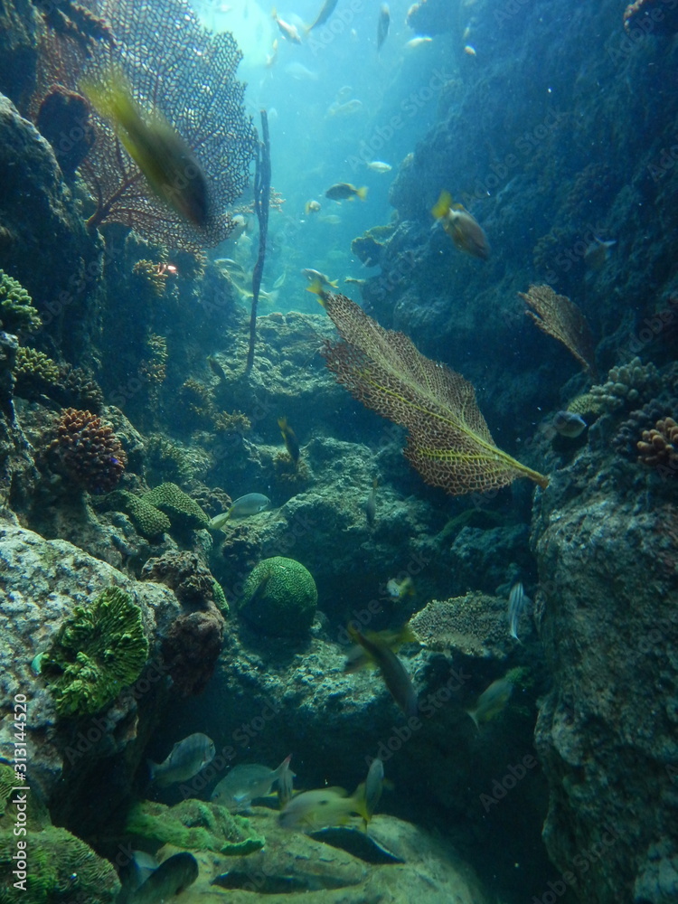 Fototapeta premium Водный мир