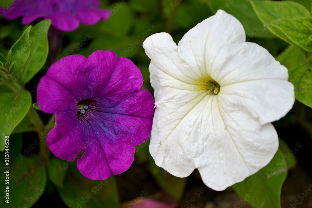 bright Petunia flower with colorful petals bloomed in summer bright Petunia flower with colorful petals bloomed in summer