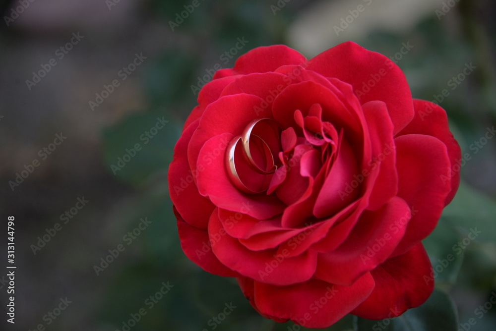 a bright beautiful rose flower bloomed in the garden on a summer afternoon a bright beautiful rose flower bloomed in the garden on a summer afternoon