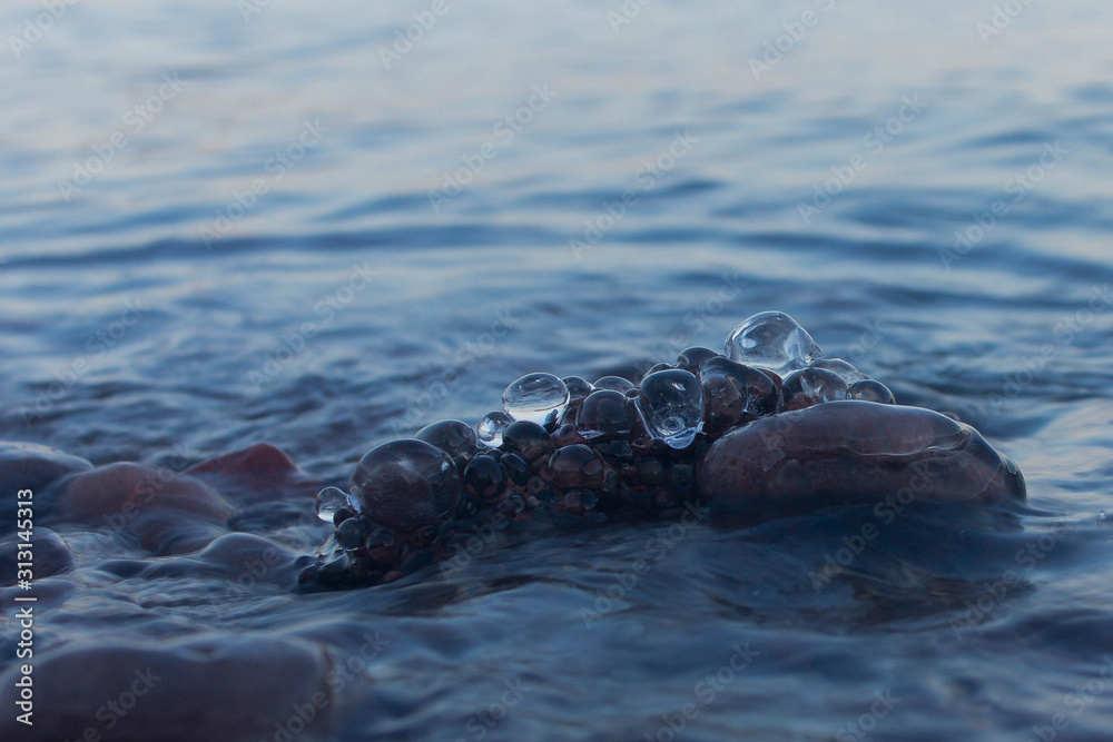 Fototapeta premium Frozen water balls on Lake Superior