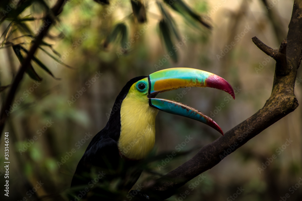 Fototapeta premium Close up of a keel-billed toucan (Ramphastos sulfuratus)
